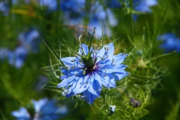 Qu'est-ce qui différencie l'huile de nigelle d'Éthiopie et celle d'Égypte ?